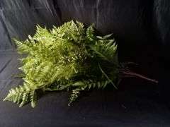 Lancaster Home + Vintage Floral Artificial Geneva Fern Bush – Green CY3021